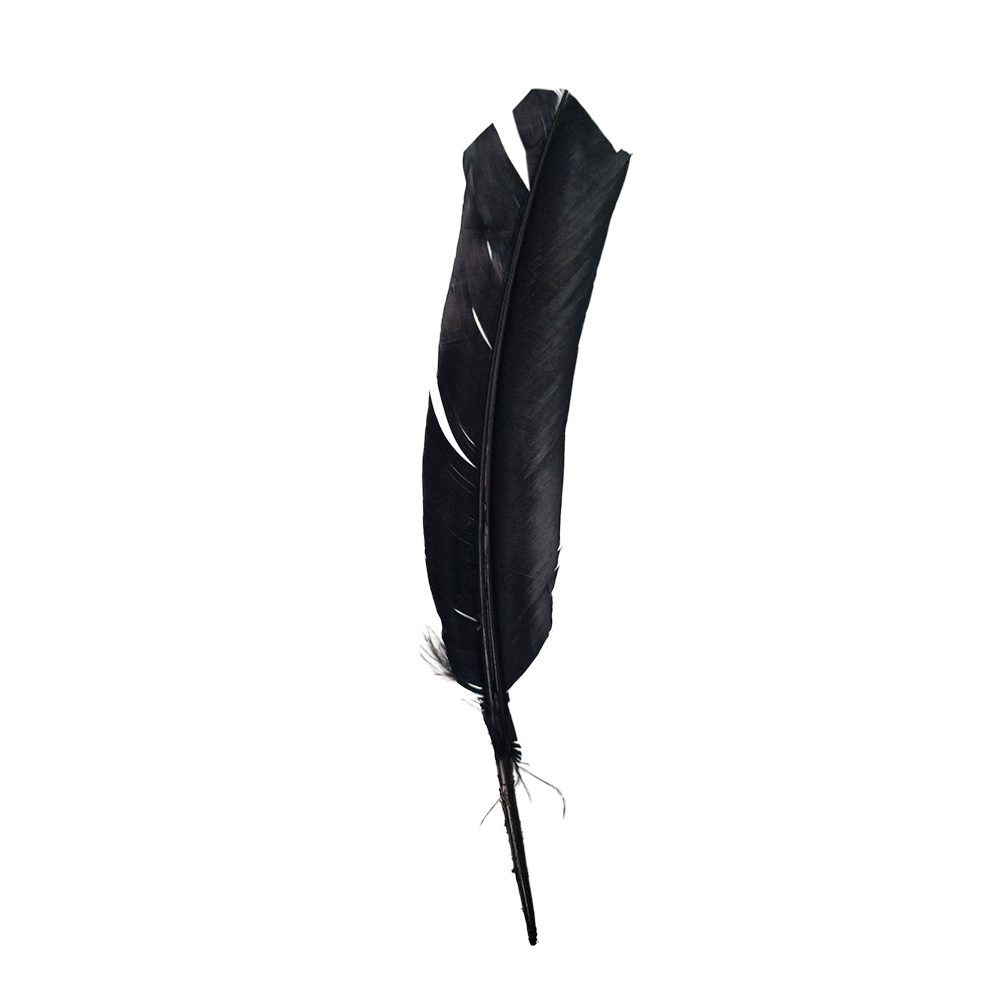 Turkey Feather, 10-12 inch, Single: Black