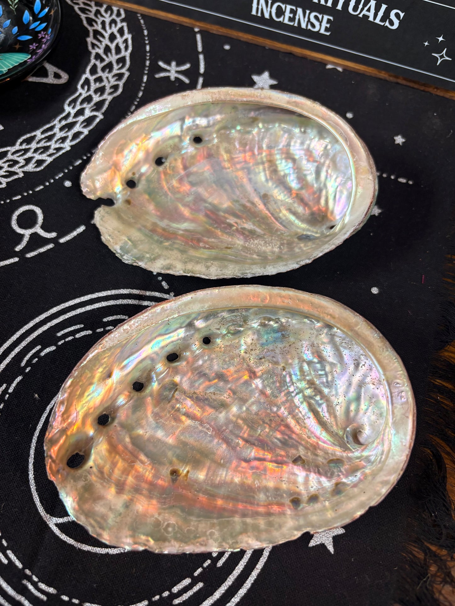 Abalone Shell