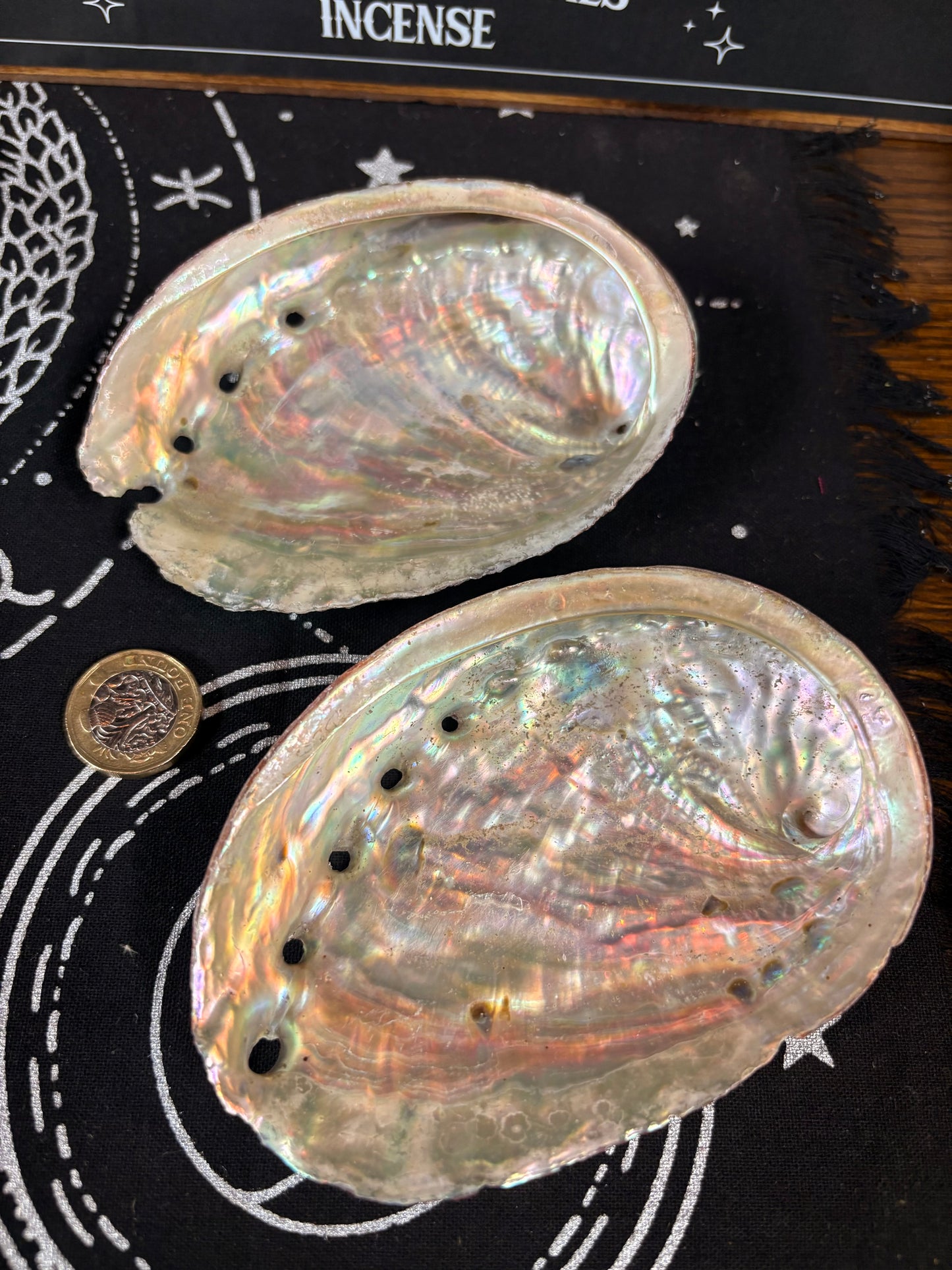 Abalone Shell